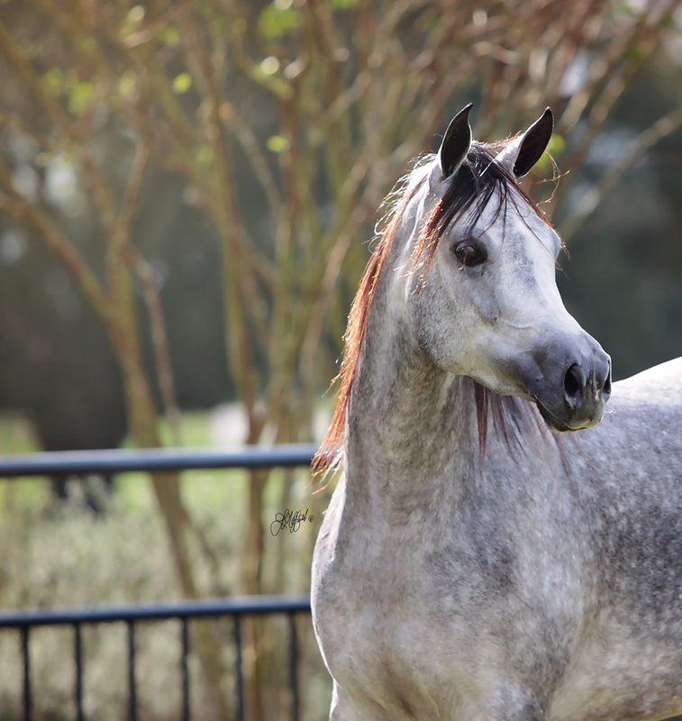 Contessa Alisayyah RB