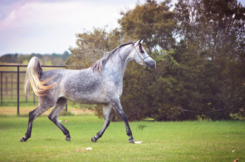 Contessa Alisayyah RB