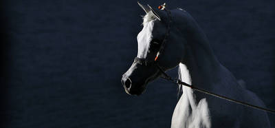 Stallions