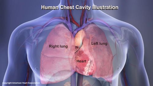Human Chest Cavity illustration: Right lung, left lung, heartcopyright American Heart Association