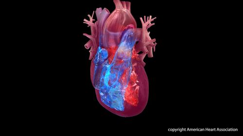 4 chambers of the heart: right atrium, right ventricle, left atrium, left ventricle.Watch, Learn, and Live Librarycopyright American Heart Association