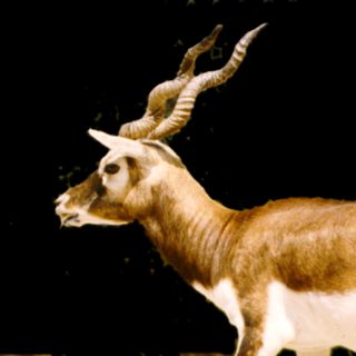 blackbuck edited