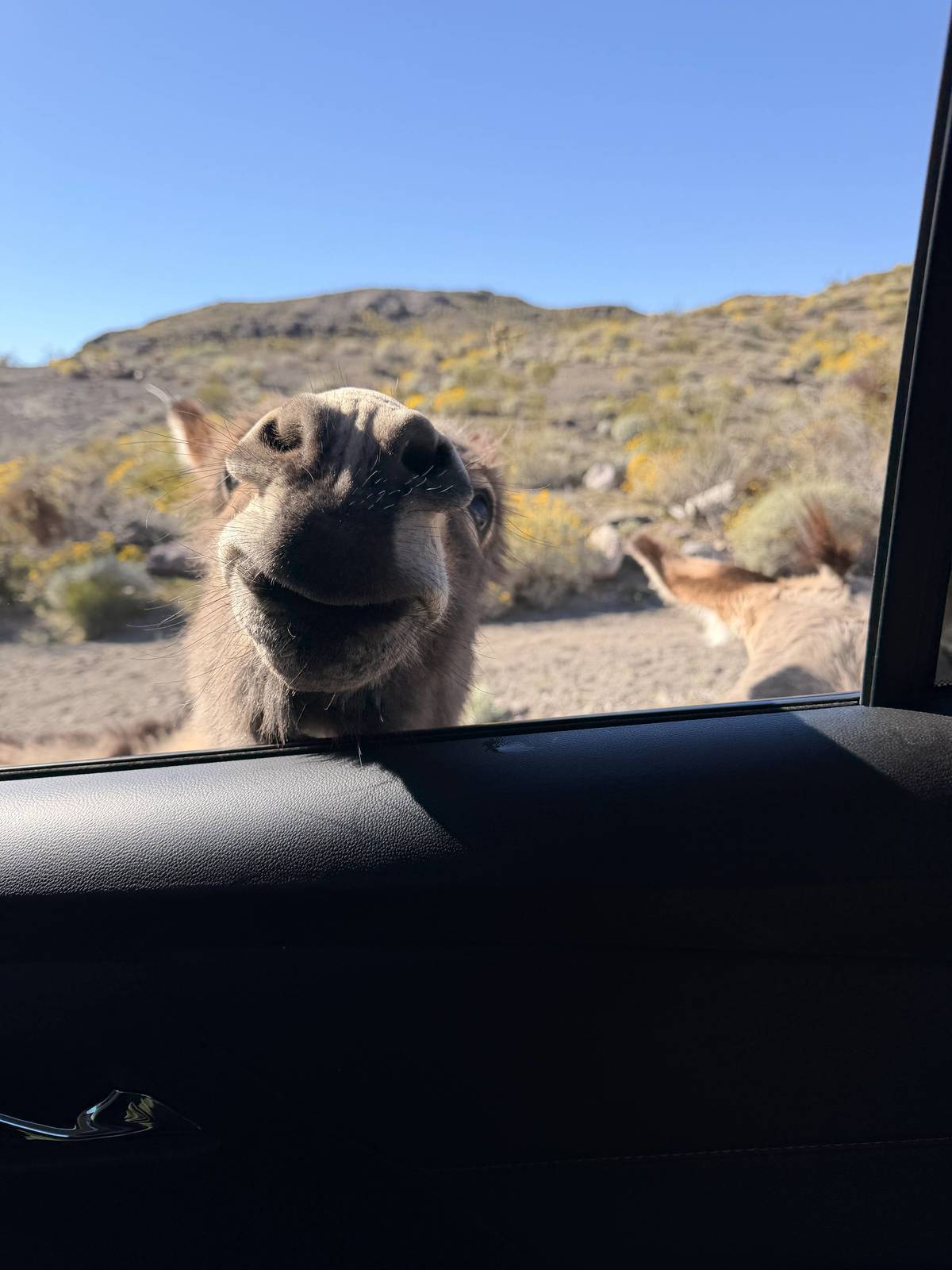 Arizona Travels