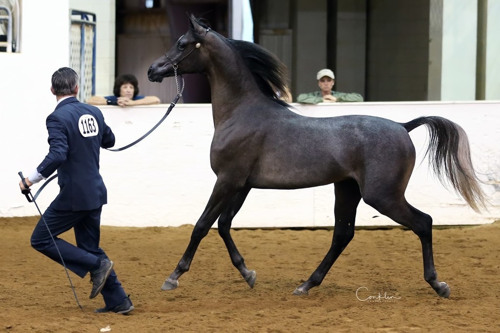 Koweta Princecharming