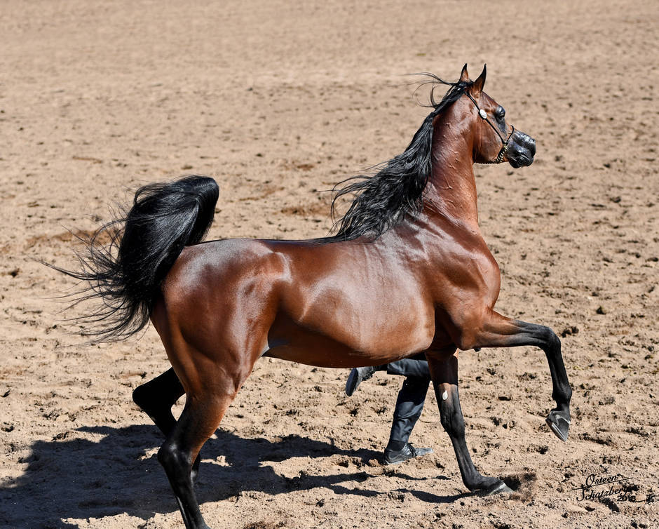 Beloveds Call To Glory