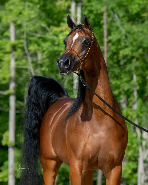 Marwans Miss Madeline