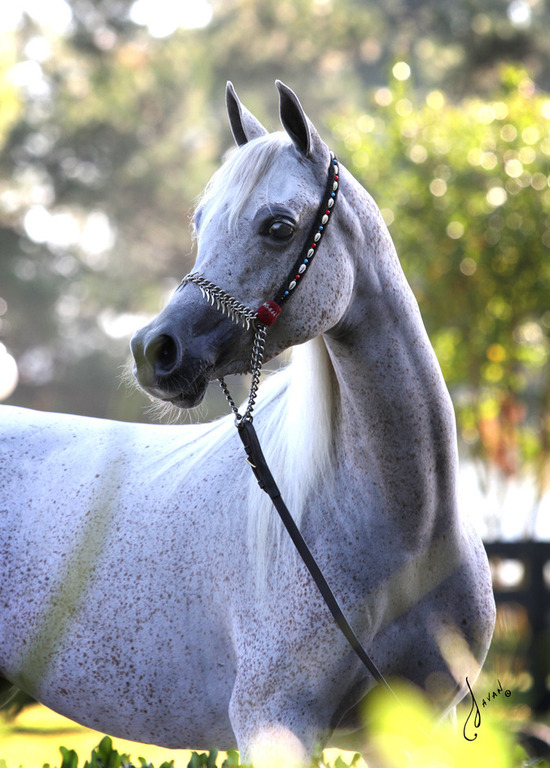 SHF Confederate Rose