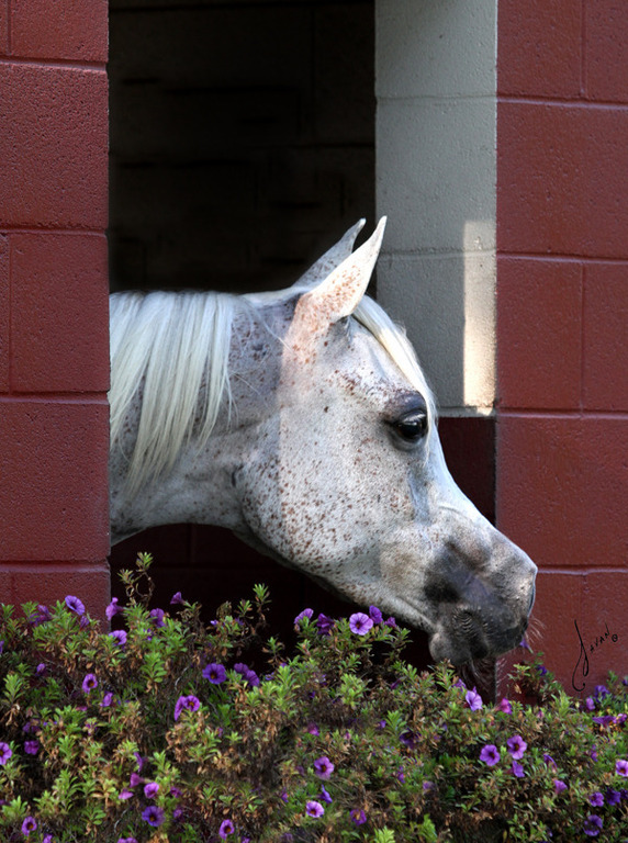 SHF Confederate Rose