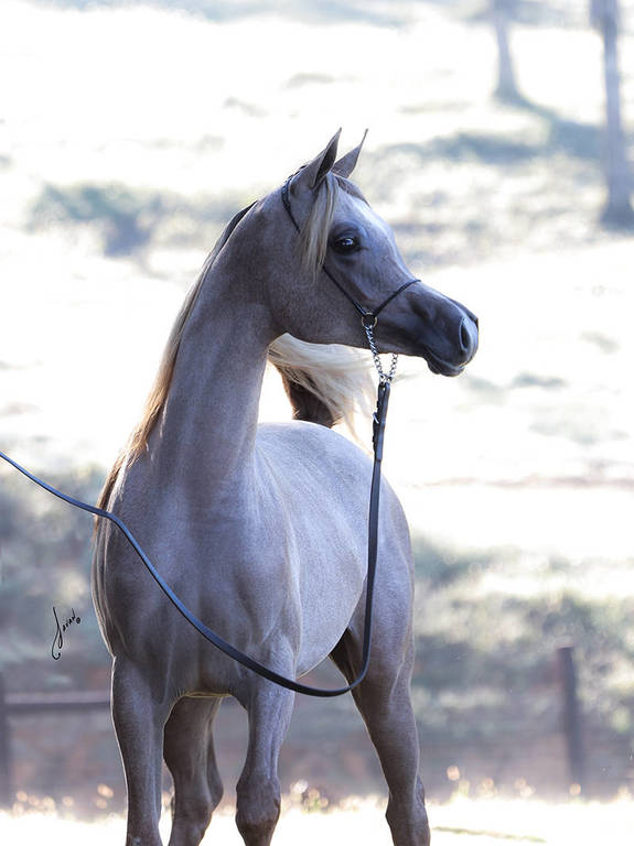 White Silken Magic