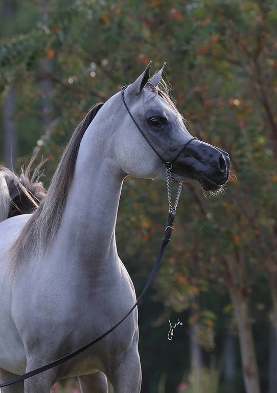 White Silken Magic