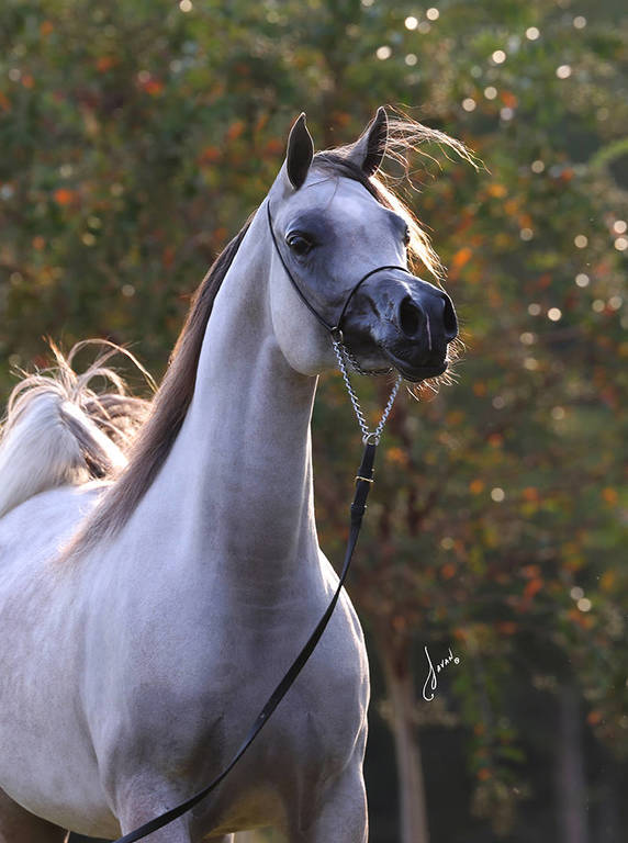 White Silken Magic