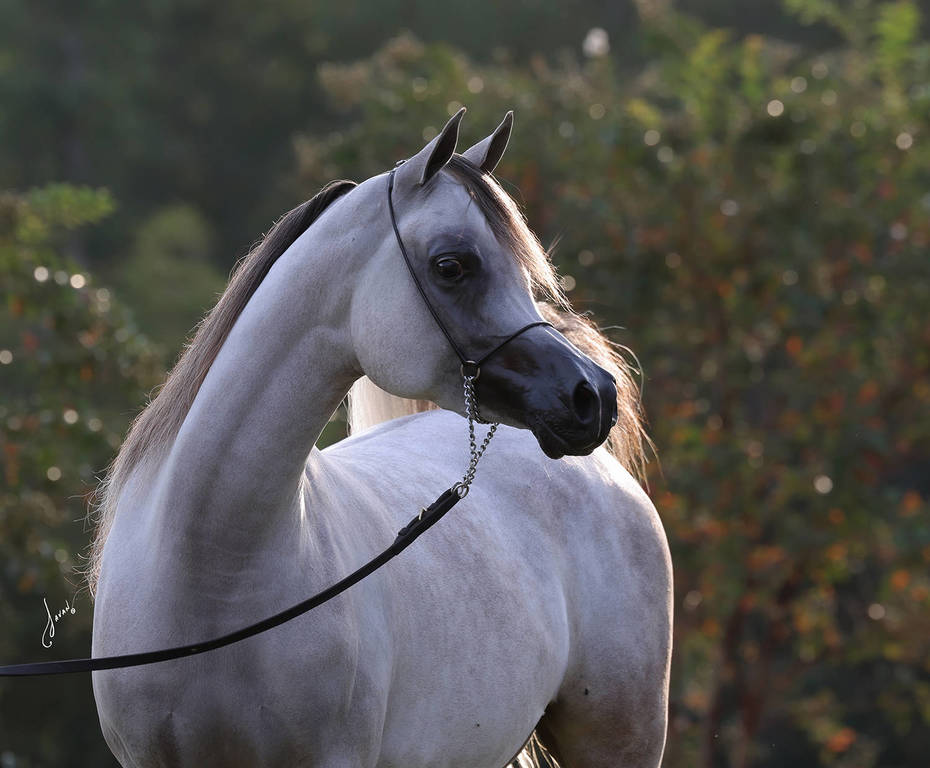 White Silken Magic