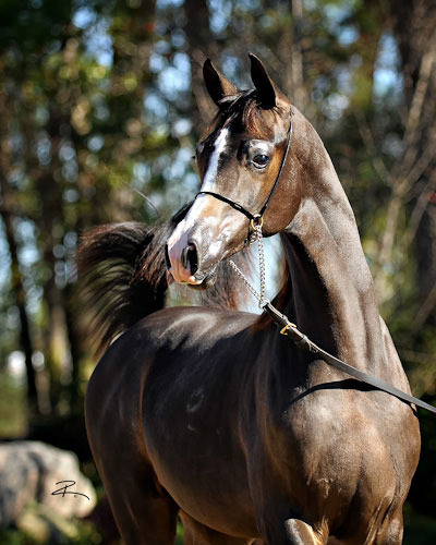 Bugatti's Knight Blaze