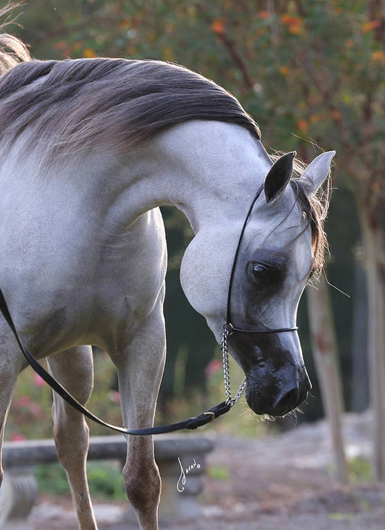 White Silken Magic
