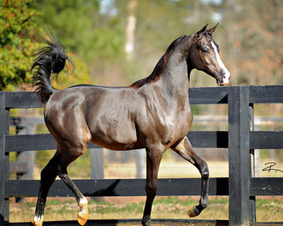 Bugatti's Knight Blaze