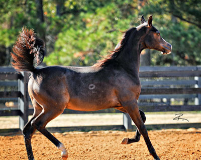 Bugatti's Knight Blaze