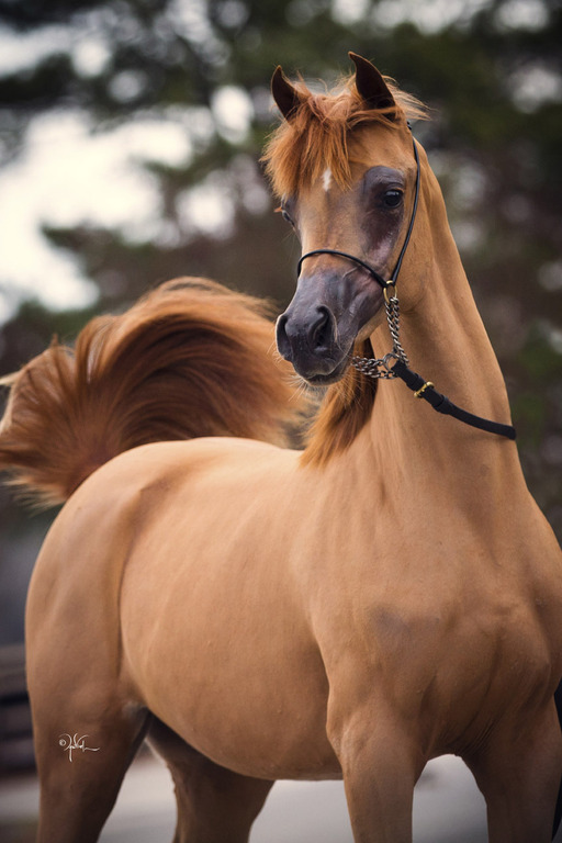 Bessoletta Jamaal DBA