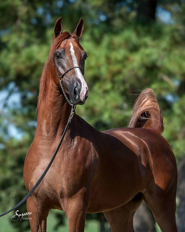 Koweta Call Me Major