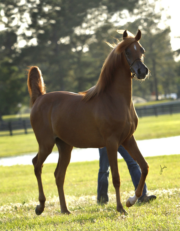 Bessoletta Jamaal DBA