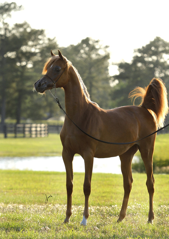 Bessoletta Jamaal DBA