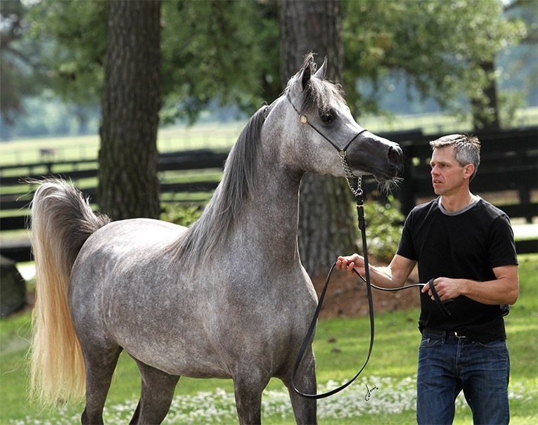 MVA Princess Mishaal