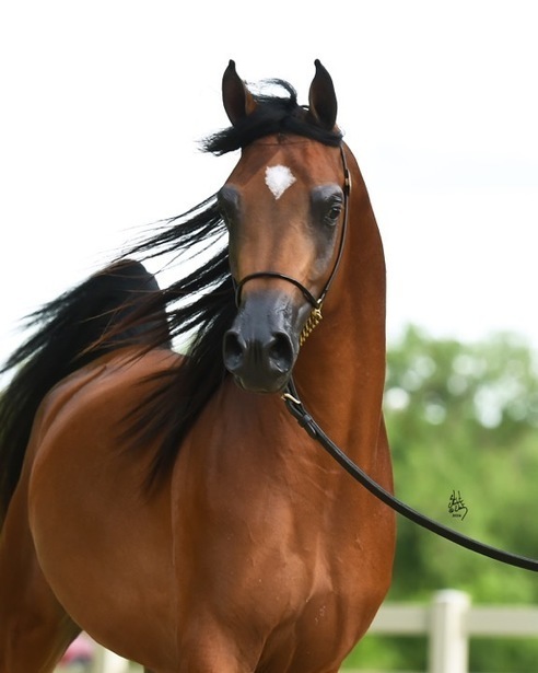 Beloveds Call To Glory