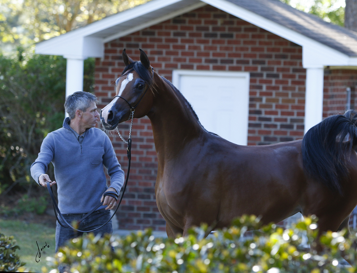 JeanaKay :: Ted Carson Arabians