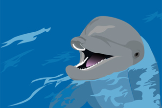 Dolphin in the water