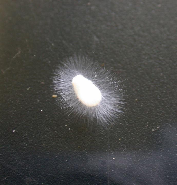 "Yellow slime mold" by KeresH - Own work. Licensed under Creative Commons Attribution-Share Alike 3.0 via Wikimedia Commons