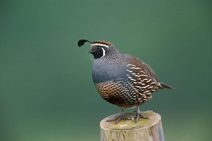 California Quail