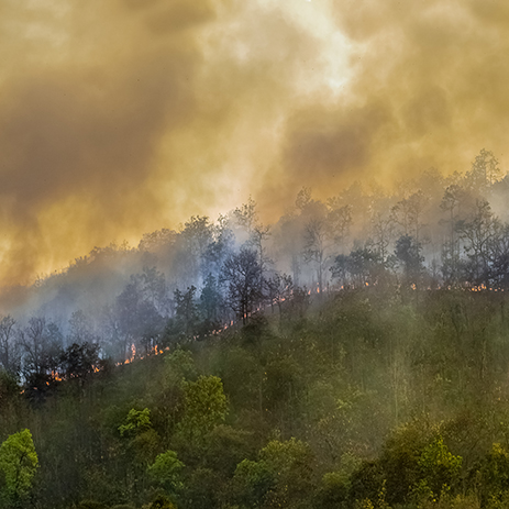 Rain forest fire disaster
                                    