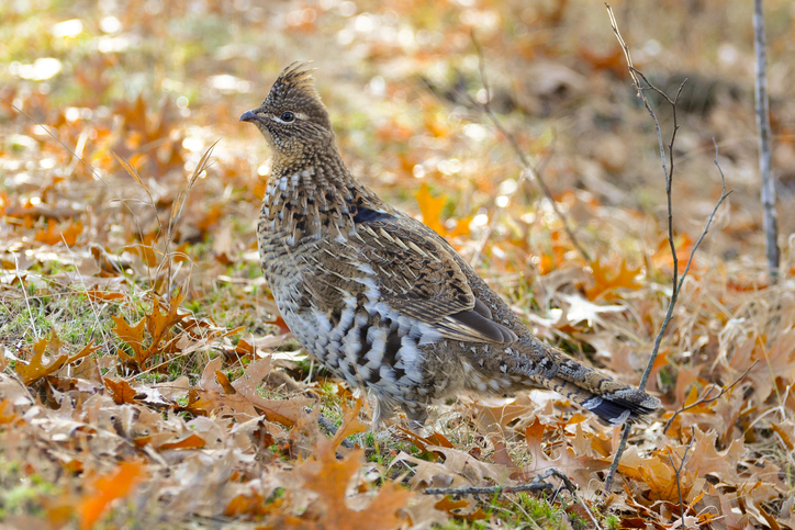 Ruffled Grouse