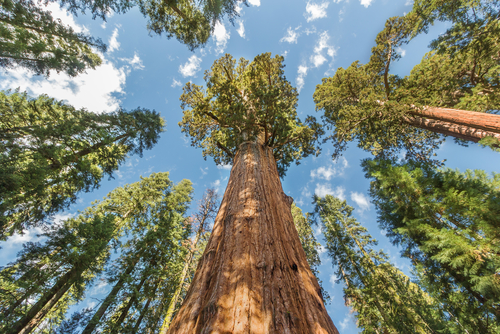 Huge Sequoia Trees In Sequoia National Park, California USA