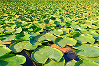 lilypads