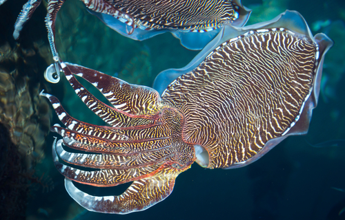 Cuttlefish Color Patterns Patterns in Nature