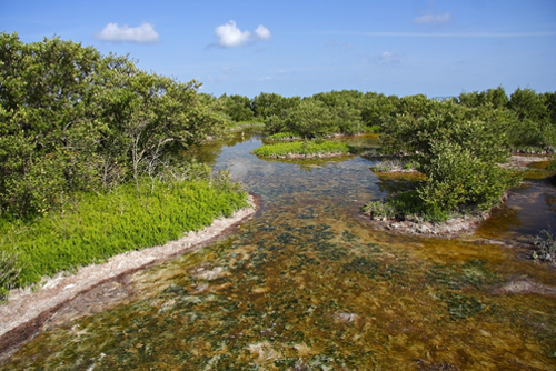 The Mangroves of Everglades National Park, Florida