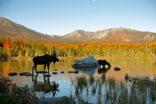 Two moose in a northern New England Pond