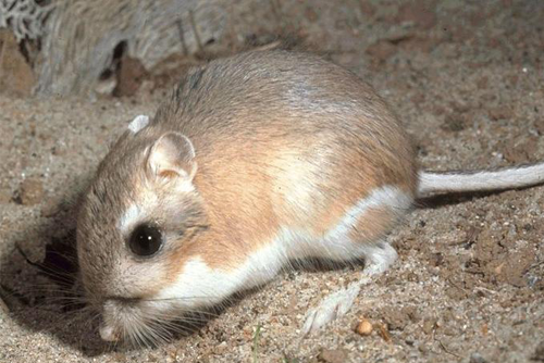 kangaroo rat