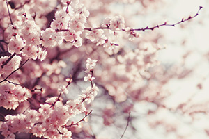 cherry blossom branches