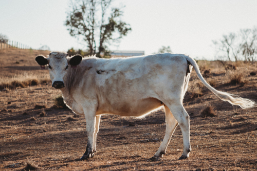 British White Heifer in the Australian Drought