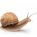 snail