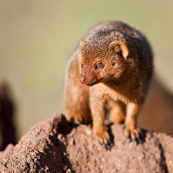 Mongoose