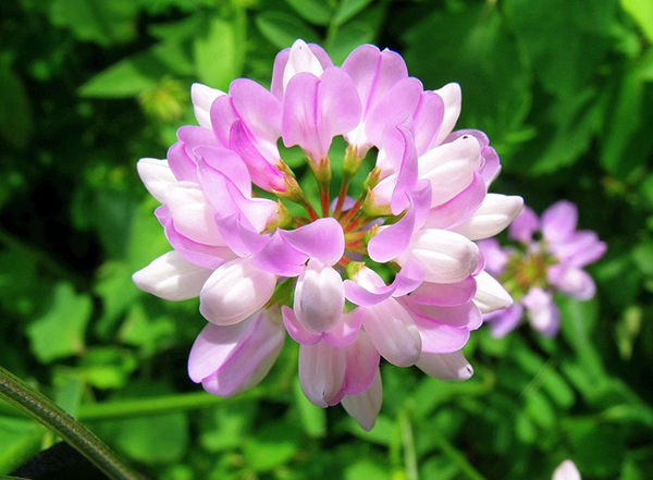 Penngift Crown Vetch