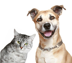Cat and Dog