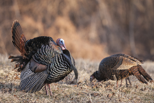 A wild turkey with hens.