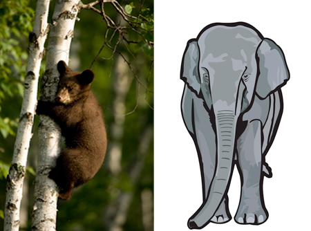bear in tree and an elephant with a long trunk