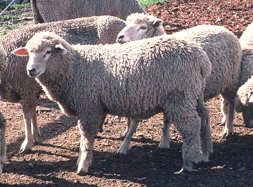 sheep