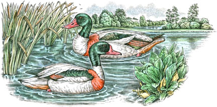 Two ducks in a pond