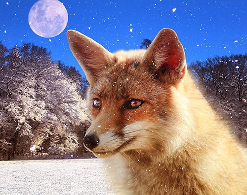 A fox in the snow