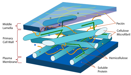 Plants have cellulose in their cell walls. Cell walls surround and support cells.